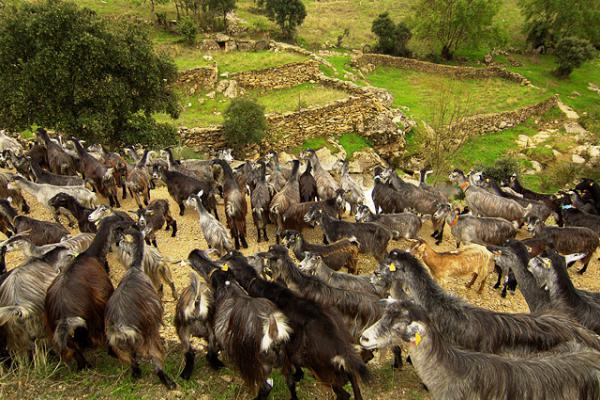 Baixo Tâmega debate oportunidades no setor agroalimentar